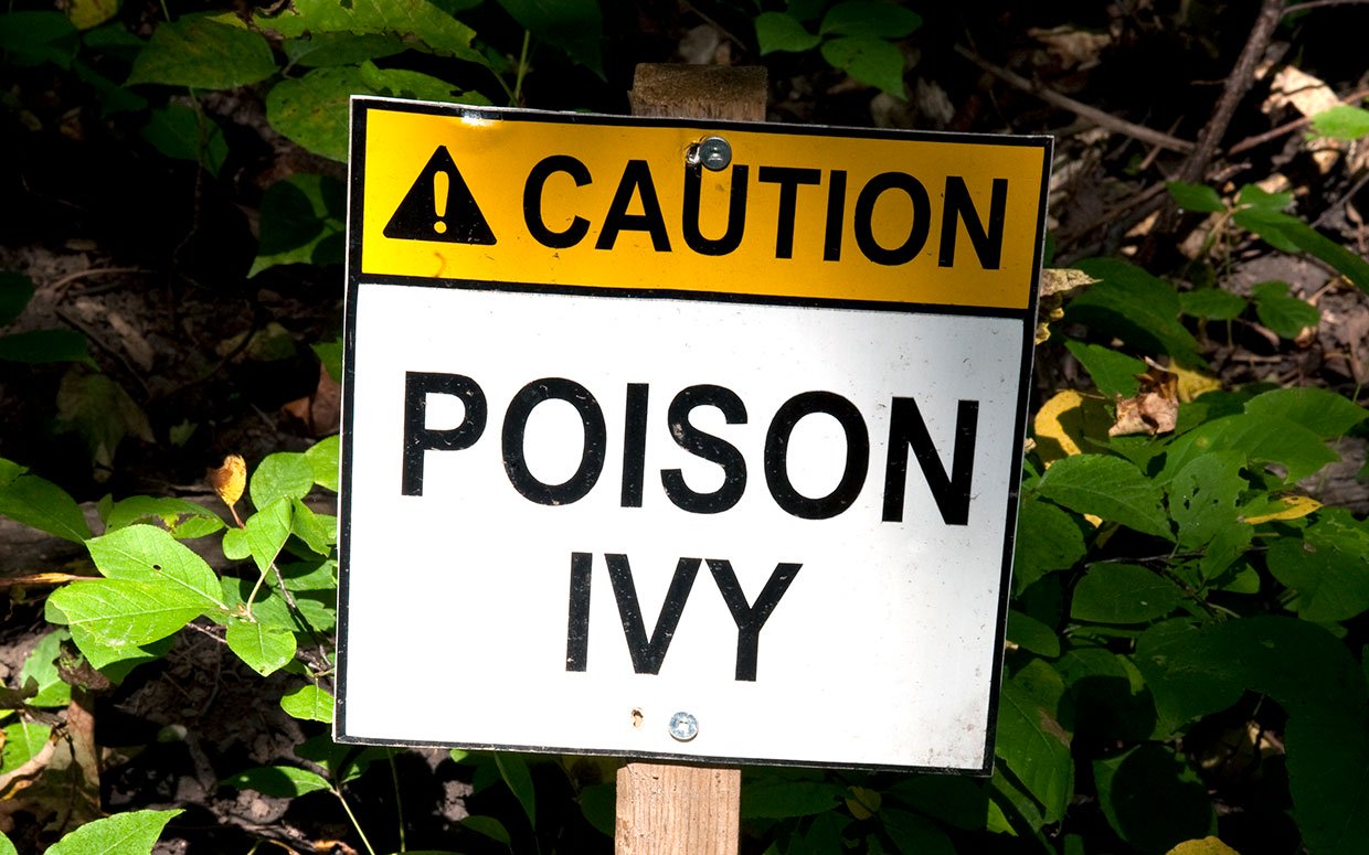 Watch poison ivy 2